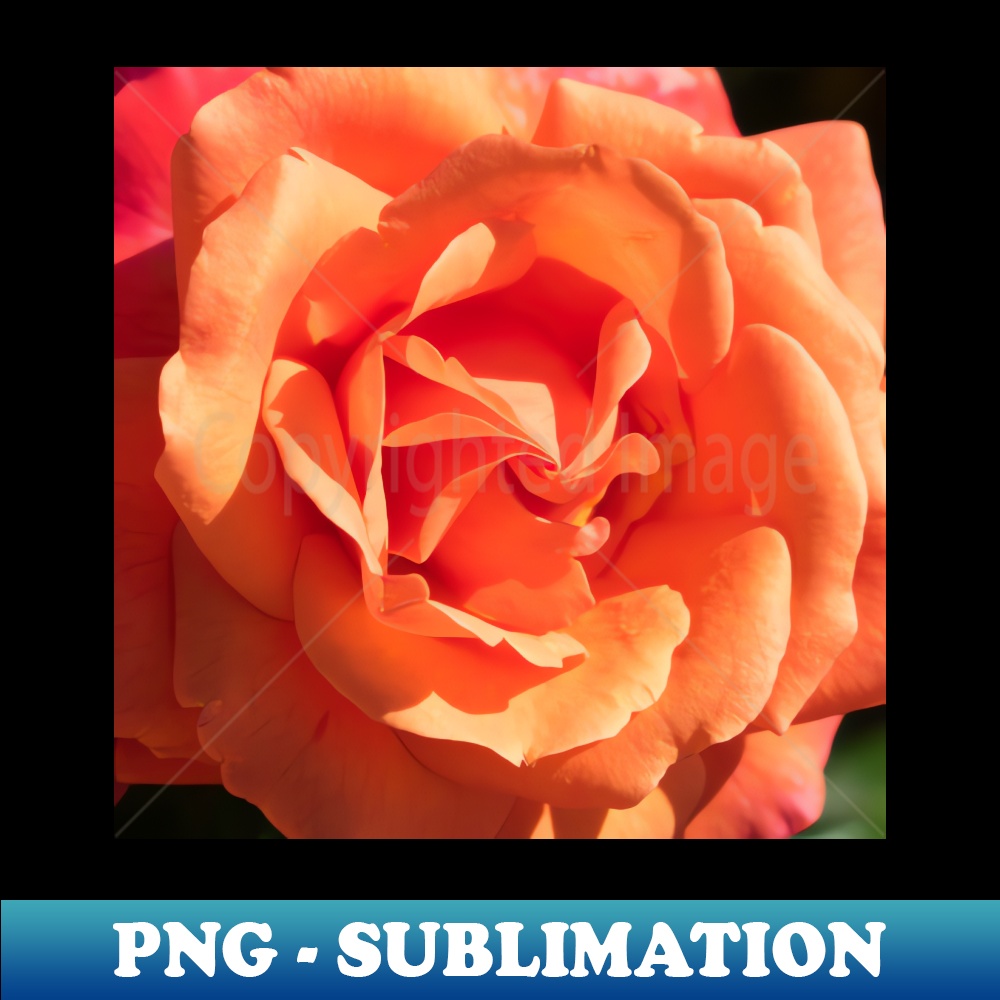 LQ-21237_Orange Creamsicle Rose 7696.jpg