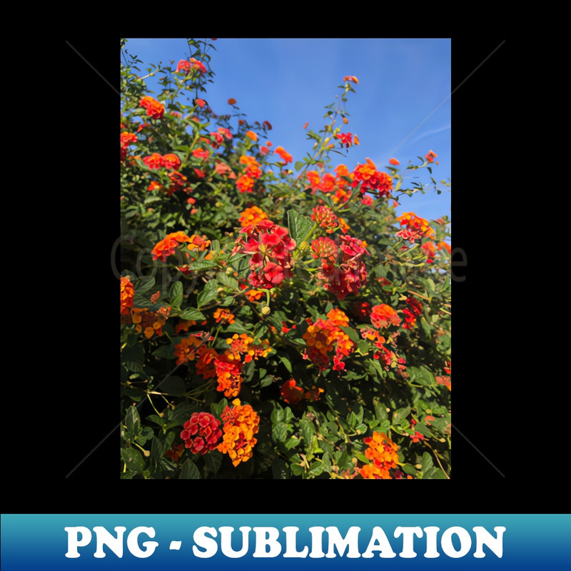 NN-8716_Desert Flowers in Golden Afternoon Sun 6565.jpg