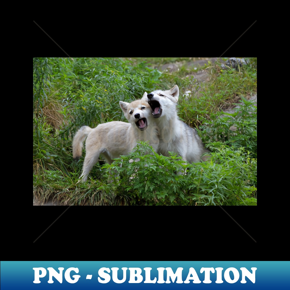 OM-2191_Arctic Wolf Pups 5056.jpg