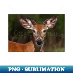 young spring buck - white-tailed deer - png transparent digital download file for sublimation - bring your designs to life