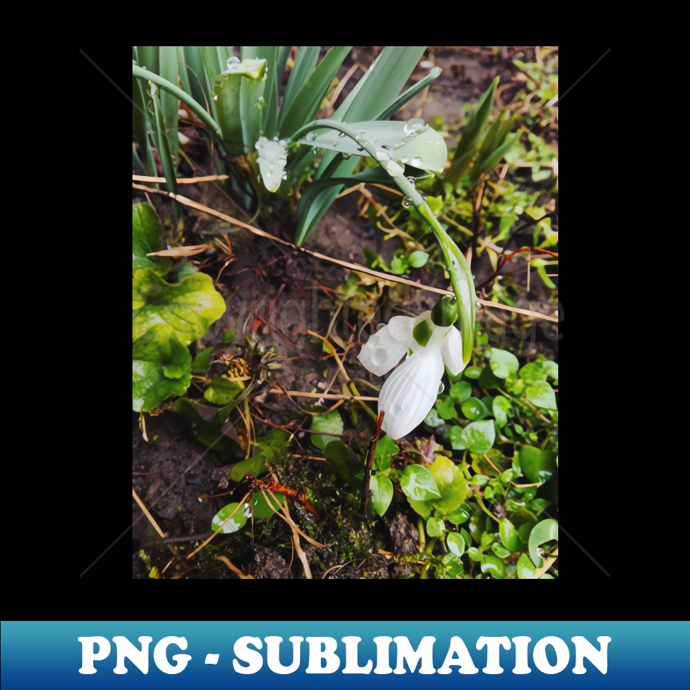 PH-25660_Snowdrop flower 9375.jpg