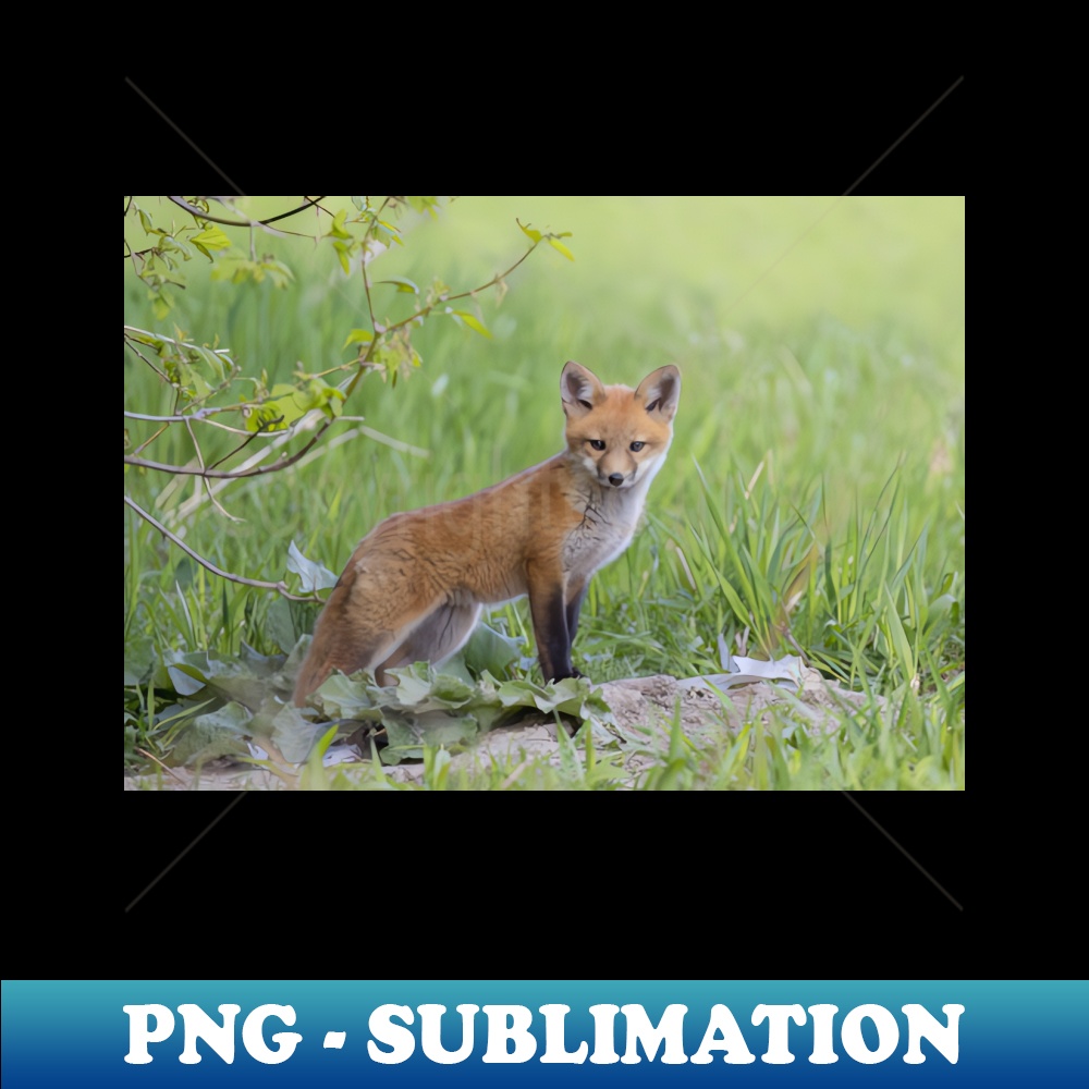 PR-23203_Red fox kit 8868.jpg