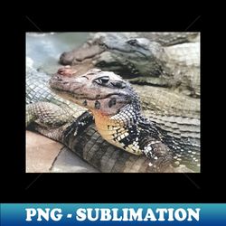 colorized vintage photo of caiman - Professional Sublimation Digital Download - Transform Your Sublimation Creations