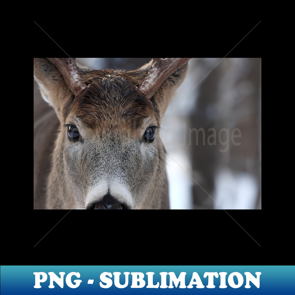 PW-30518_White-tailed Deer Buck up close and personal 8798.jpg