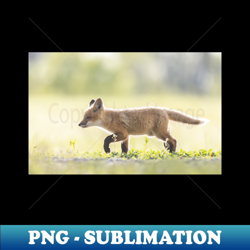 QI-23202_Red fox kit 2102.jpg