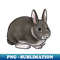 TU-25566_Small Mammal - Rabbit - Black and White Netherland Dwarf 3668.jpg