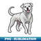 UK-1683_American Bulldog - White 7319.jpg