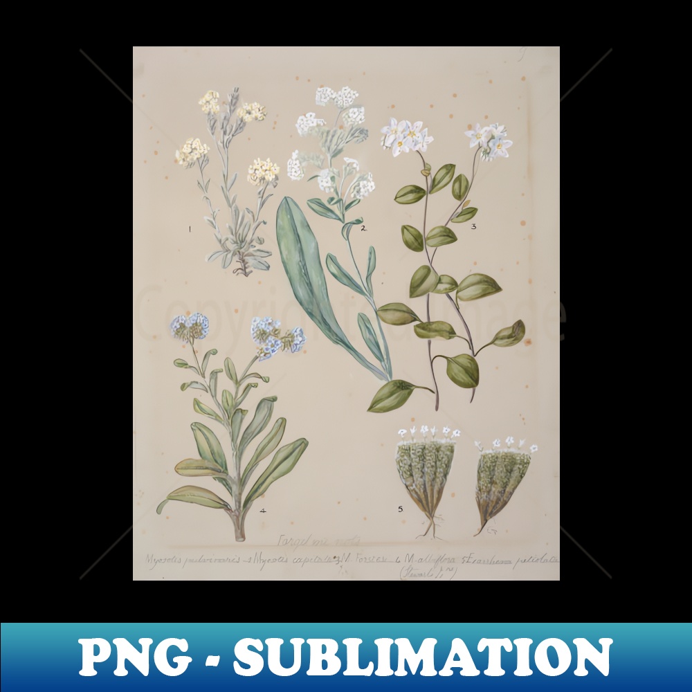 US-11011_Forget-me-not by Sarah Featon 3700.jpg