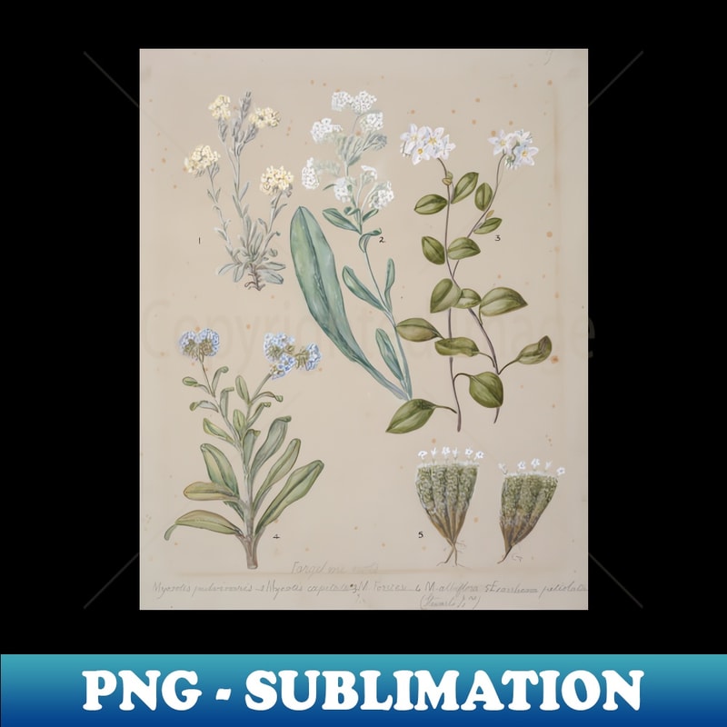 US-11011_Forget-me-not by Sarah Featon 3700.jpg