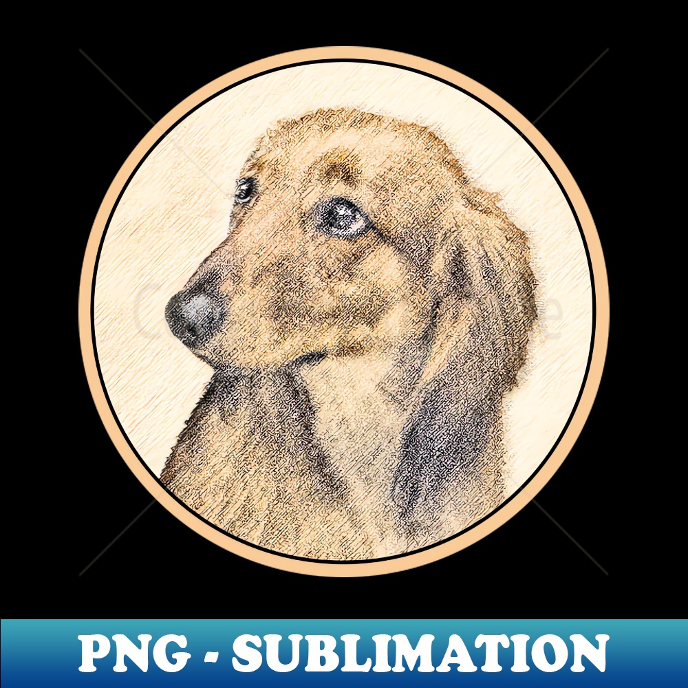 VW-8164_Dachshund Longhaired 7745.jpg