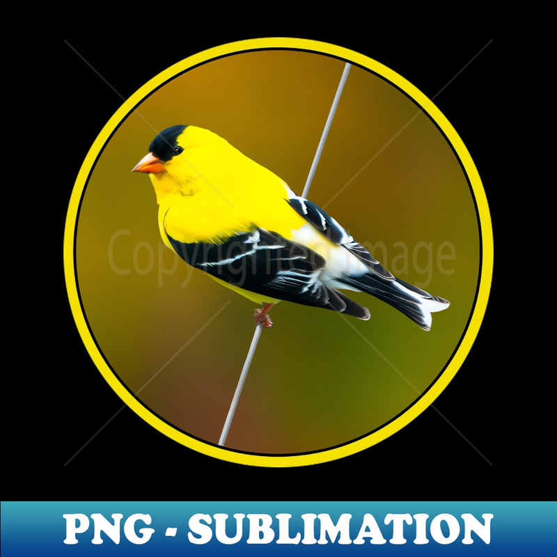 WU-1729_American Goldfinch Photograph 9593.jpg