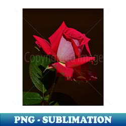 the rose - instant sublimation digital download - transform your sublimation creations