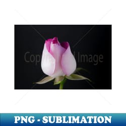 pink rose - digital sublimation download file - defying the norms