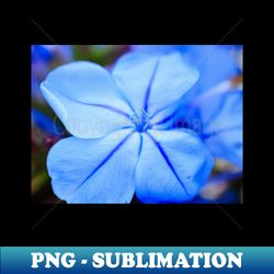 Delicate Bue Flower Photography V1 - Exclusive Sublimation Digital File - Fashionable and Fearless
