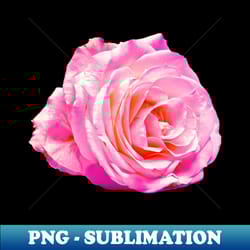 pink rose - png sublimation digital download