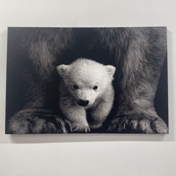 Baby Polar Bear, Animal Photo Wall Art, Trendy Poster, Animal Wild Poster, Wild Nature Wall Art, Loft Artwork, Bear Prin
