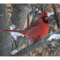 Bright Red Cardinal.png
