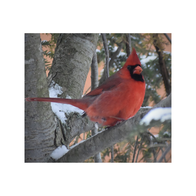 Bright Red Cardinal.png