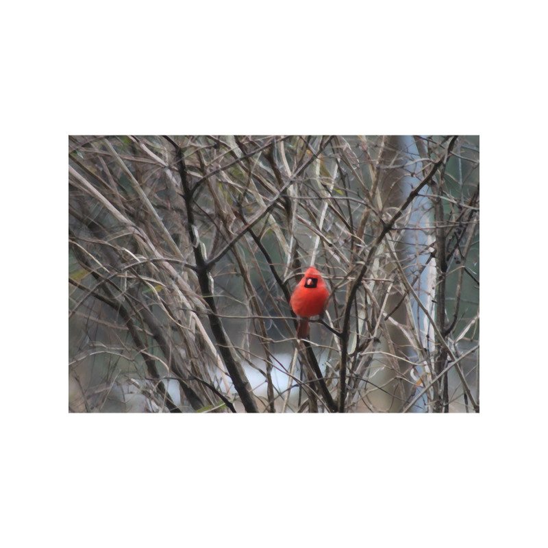 Male Cardinal (1).png