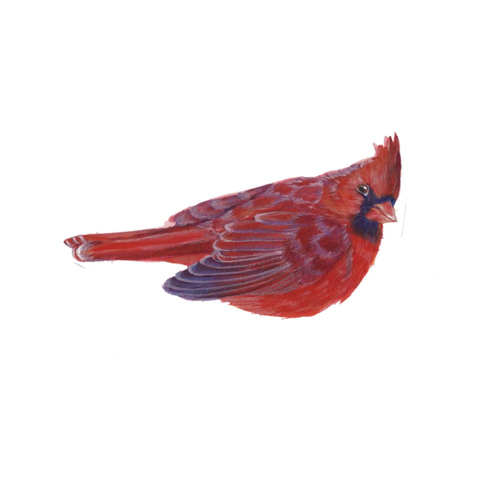Male Cardinal.png