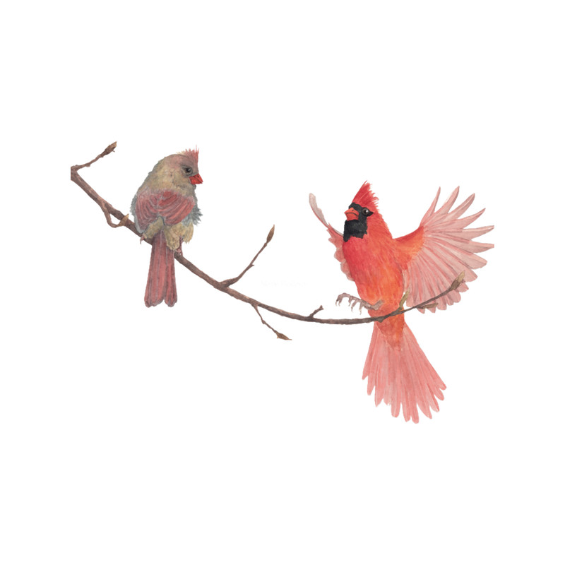 Northern Cardinal Coming Home.png