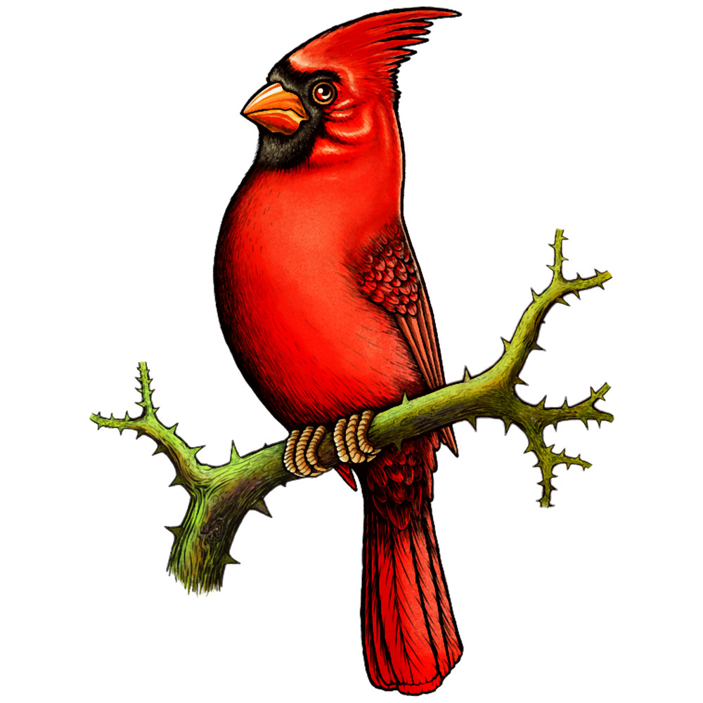 Red Cardinal bird (1).png