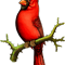 Red Cardinal bird (1).png