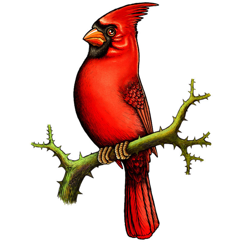 Red Cardinal bird (1).png