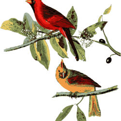 red cardinal bird male female gift for cardinal bird lovers