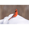 Red cardinal in the snow.png