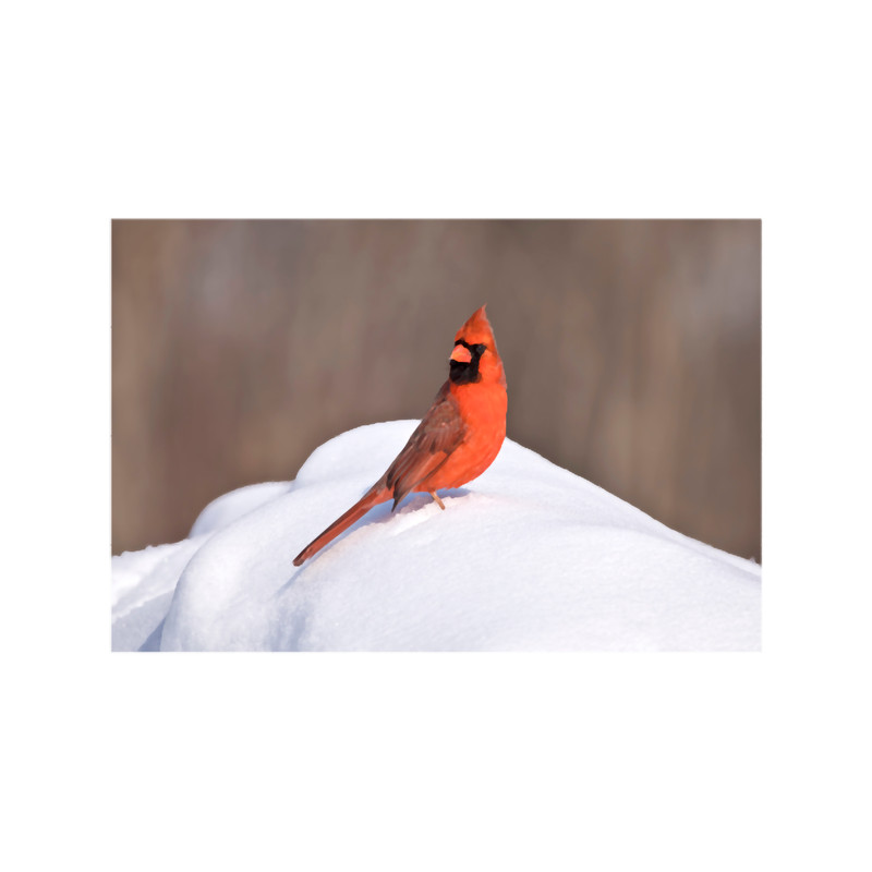 Red cardinal in the snow.png