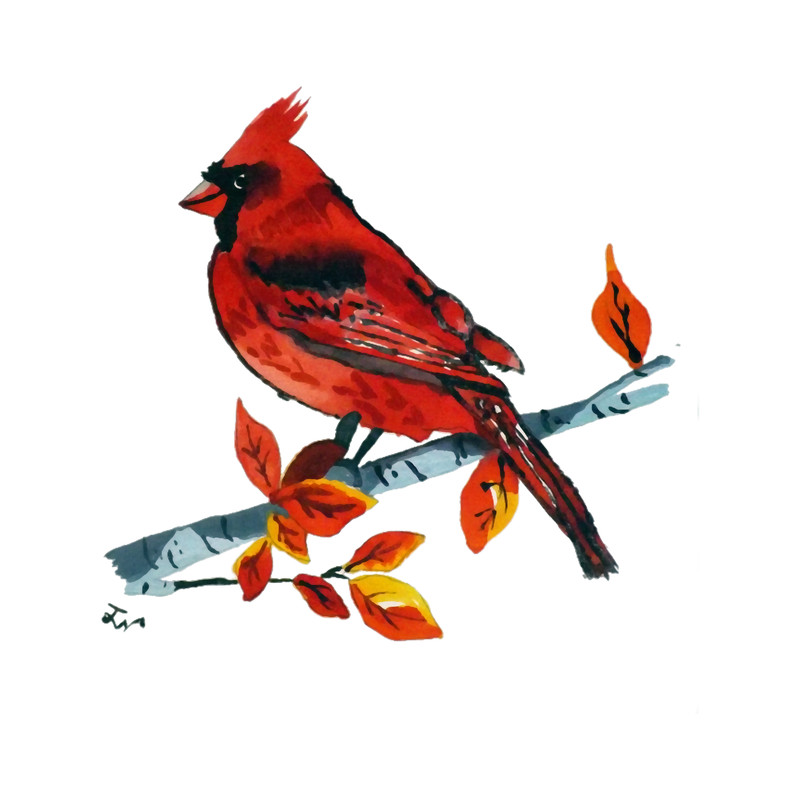 Red Cardinal On Birch Branch Autumn.png