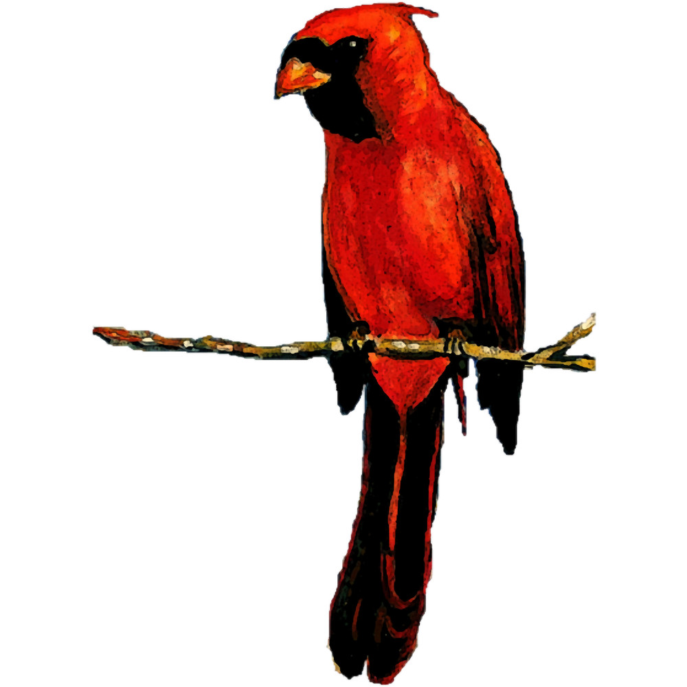 Red Cardinal Tee.png