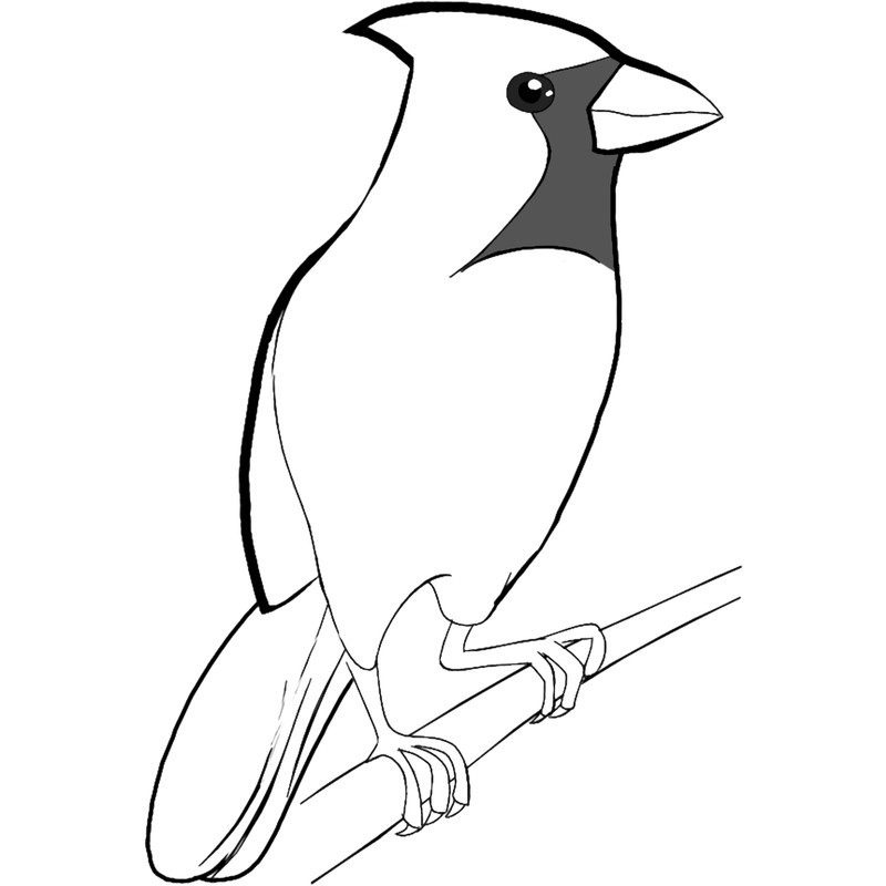 Red CardinalNorthern Cardinal .png