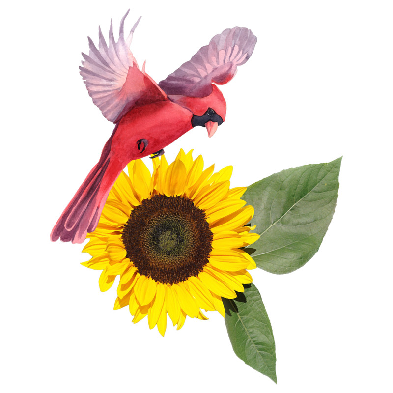 SUNFLOWERS CARDINAL BIRDS(2).png