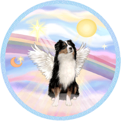 australian shepherd (tri color) in heavens clouds