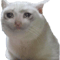 Crying cat funny meme .png