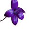 Purple Enamel Orchid, Elythranthera brunonis Long .png