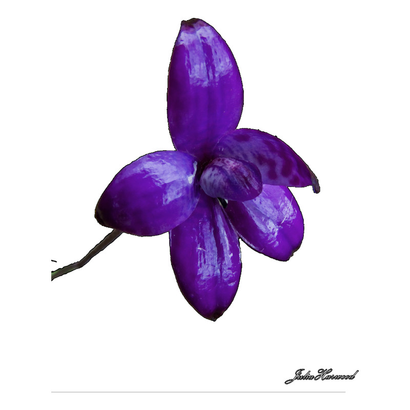 Purple Enamel Orchid, Elythranthera brunonis Long .png