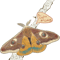 Best Moth.png