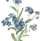 Forget Me Not Design.png
