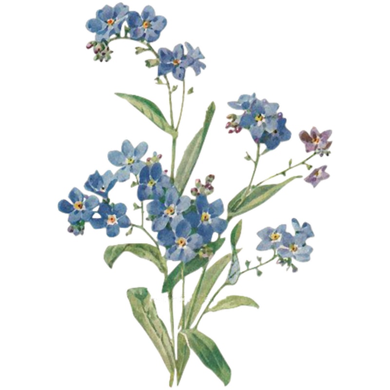 Forget Me Not Design.png