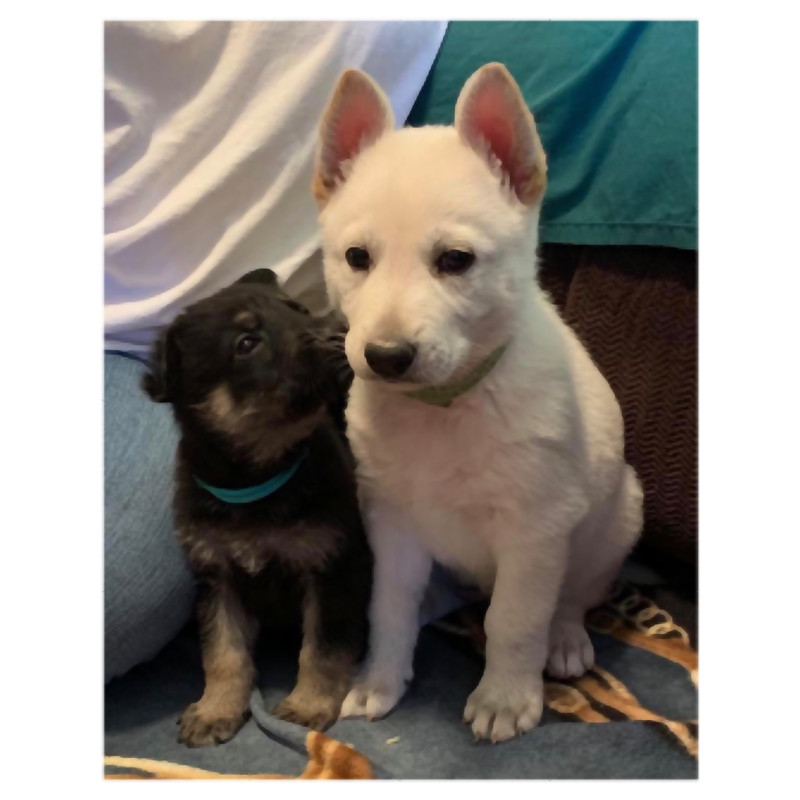 Biggie and smalls .png