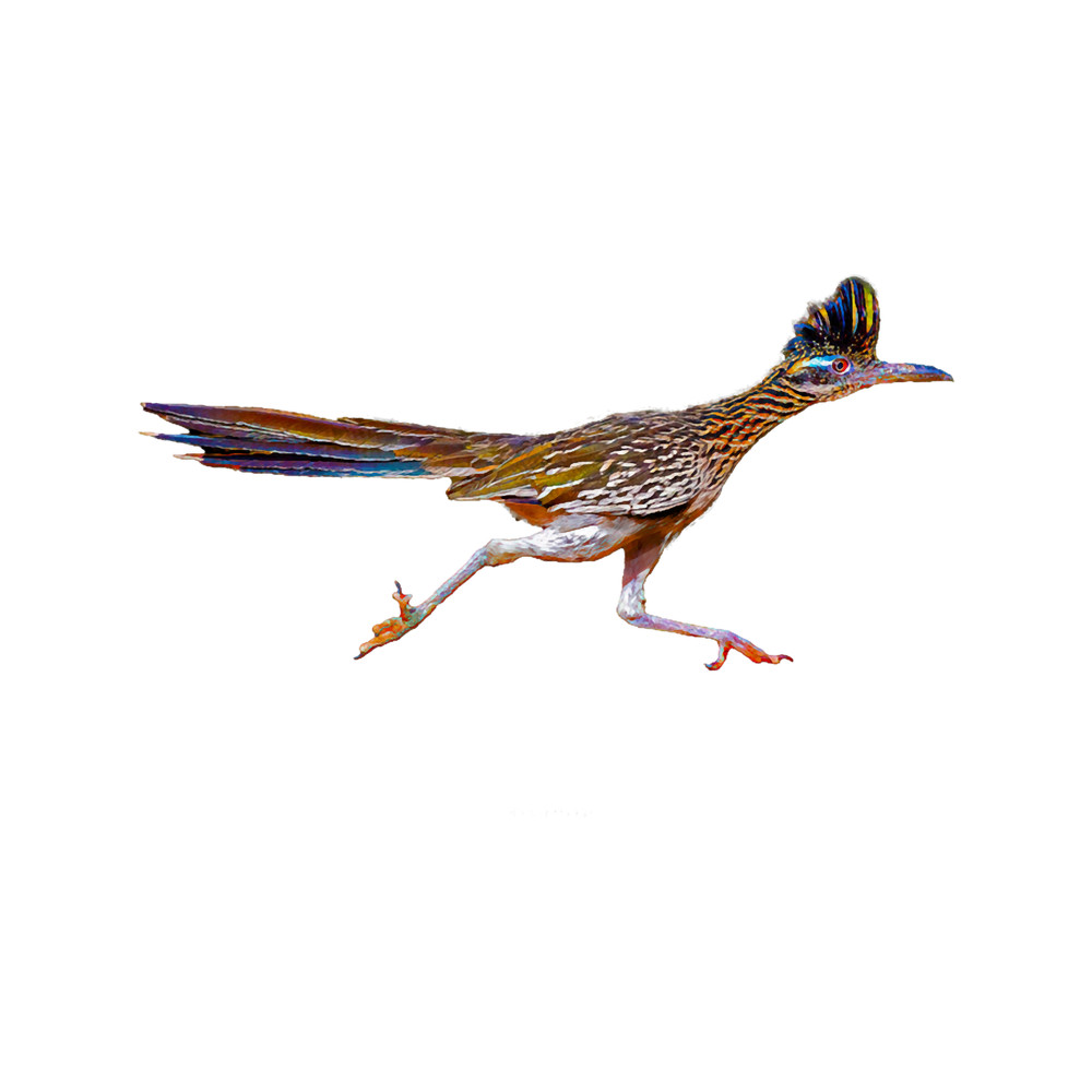 Roadrunner Running.png
