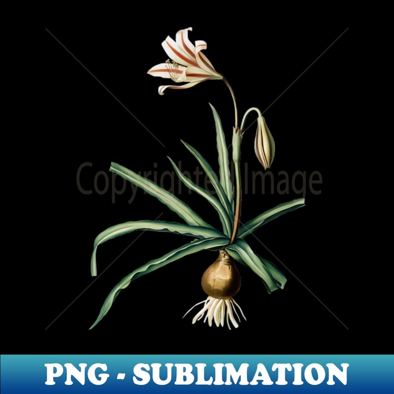 Vintage Amaryllis Broussonetii Botanical Illustration - Decorative Sublimation PNG File