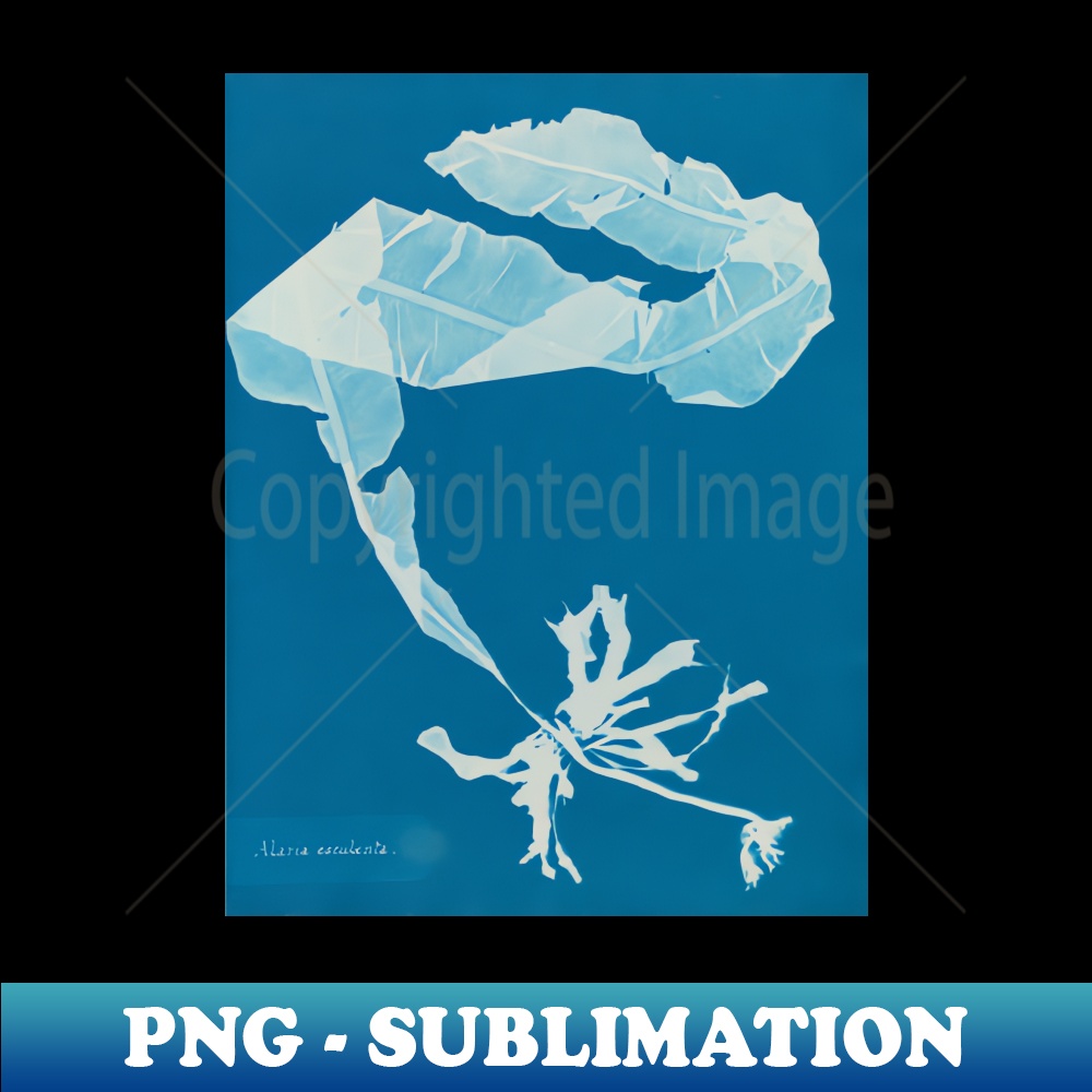 Vintage Seaweed Photography Collection 12 of 1 - Decorative Sublimation PNG File