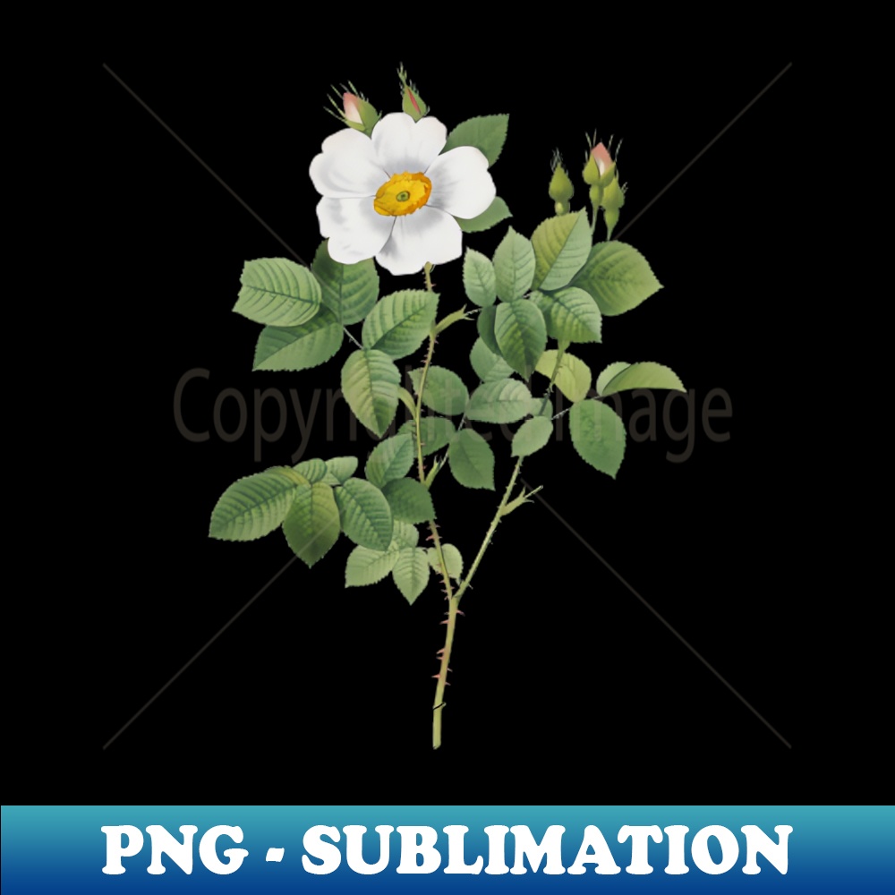 Vintage Twin Flowered White Rose Botanical Illustration - Stylish Sublimation Digital Download