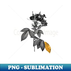 black and gold leaf - blooming boursault rose - vintage botanical