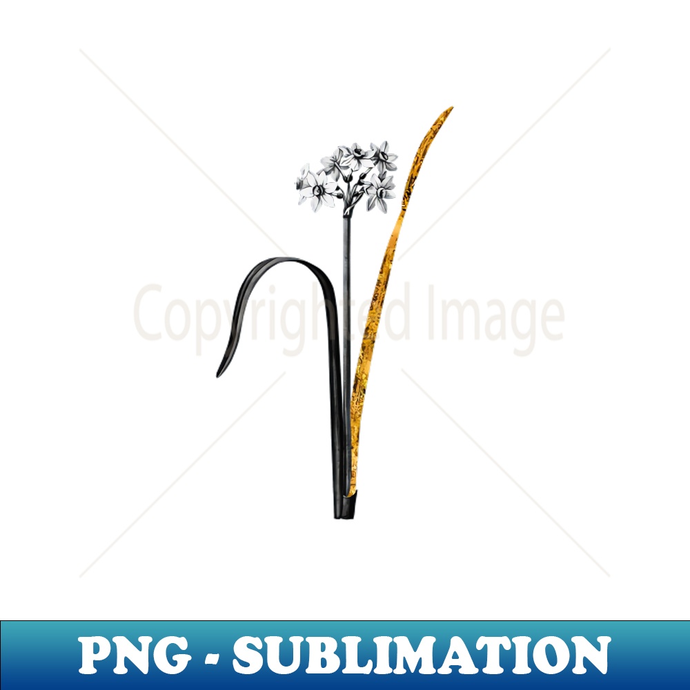 Black and Gold Leaf - Cowslip Cupped Daffodil - Vintage Botanical - Premium PNG Sublimation File