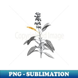 black and gold leaf - blooming sage plant - vintage botanical